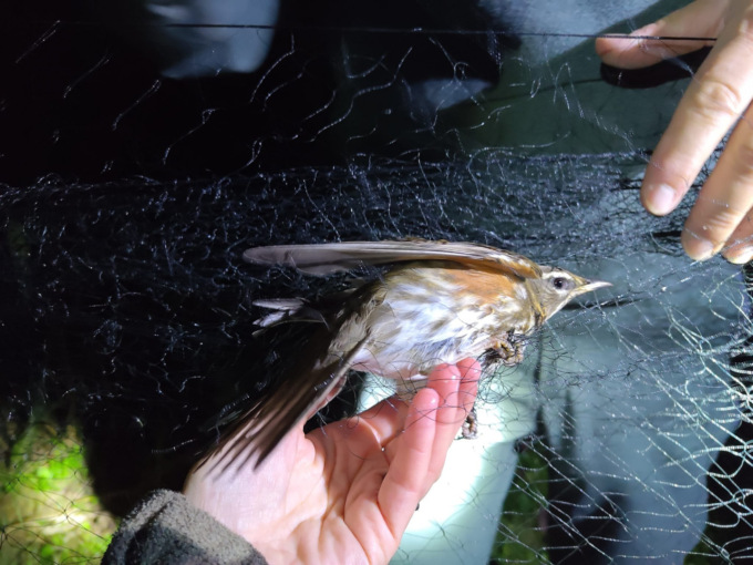 Uccellaggione, traffico illegale di avifauna e armi abusive: scatta l’operazione antibracconaggio