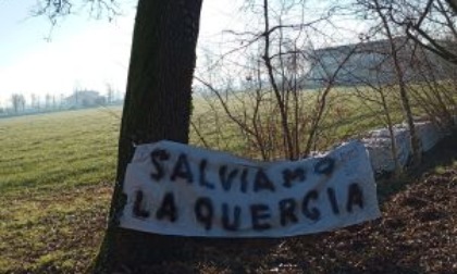 La quercia secolare rischia di essere abbattuta, in paese parte la protesta