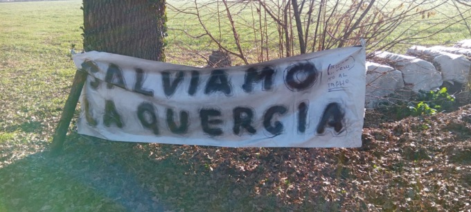 Mobilitazione per salvare la pianta più antica di Capralba