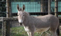 Il Parco Faunistico "Le Cornelle" dà in benvenuto a un asino somalo