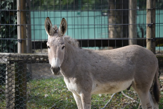 Il Parco Faunistico “Le Cornelle” dà in benvenuto a un asino somalo