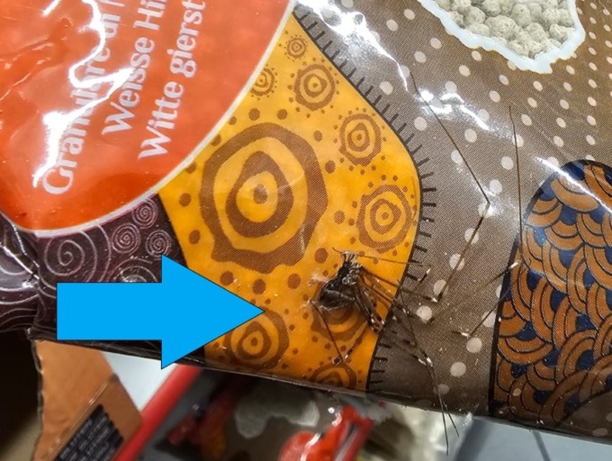 Supermarket da incubo, insetti negli alimenti scaduti (da anni) sugli scaffali