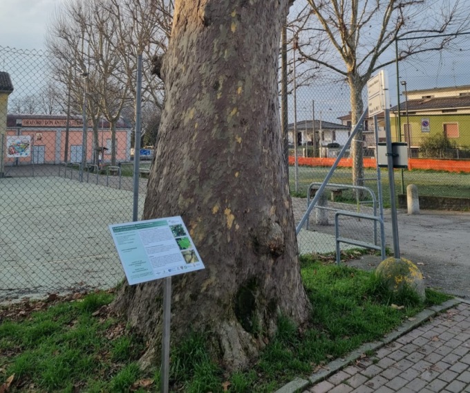 Il platano secolare di Badalasco diventa monumento nazionale