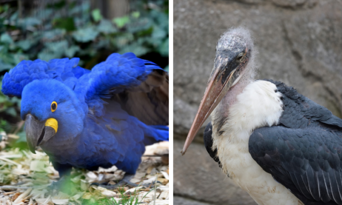 E’ arrivata la primavera! Al Parco Faunistico “Le Cornelle” tre nuovi arrivi