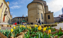 Questo weekend "quindicipertiche" riporta i "Tulipani in piazza"