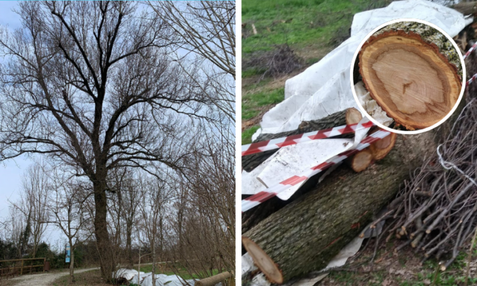 Abbattuta nel silenzio la quercia secolare ai “Livelli”
