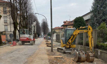 Treviglio, abbattuti gli alberi per costruire  la nuova ciclabile