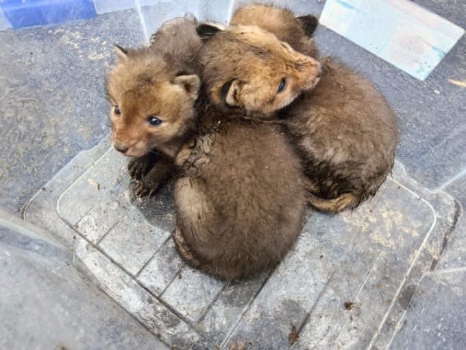 Cuccioli di volpe salvati dai Vigili del Fuoco: scambiati per gatti, erano intrappolati in un canale agricolo