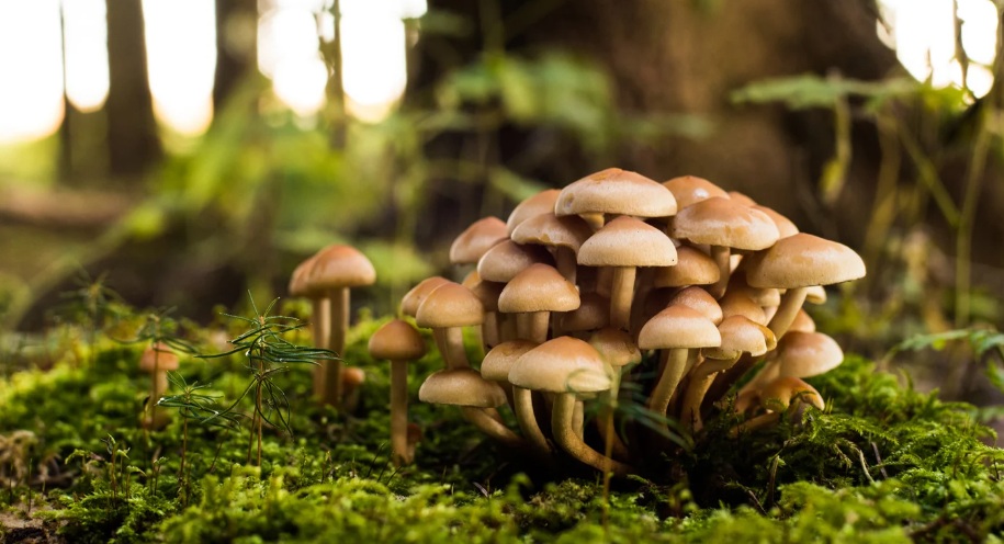A funghi con il micologo