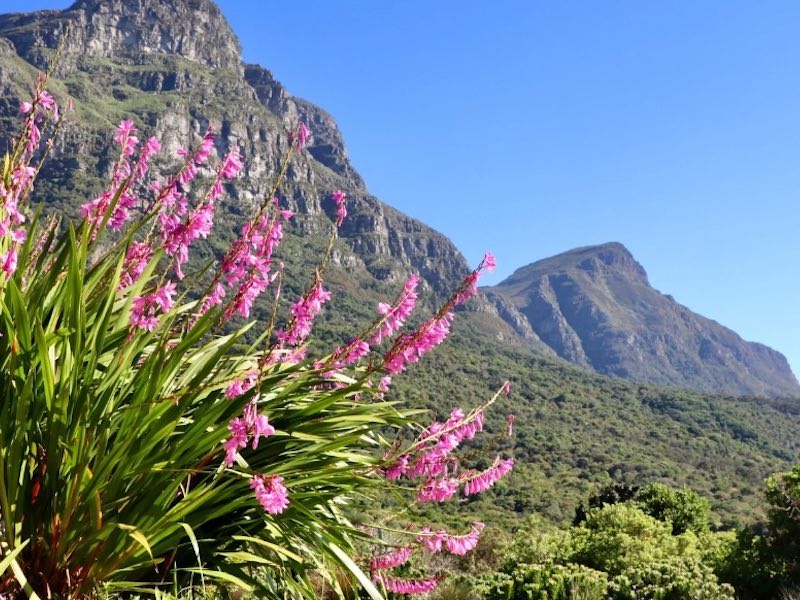 Foppolo i fiori di alta quita