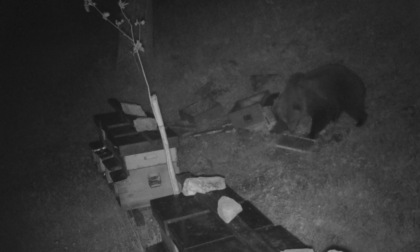 L'orso è tornato in Val di Scalve: le spettacolari immagini dai Campelli