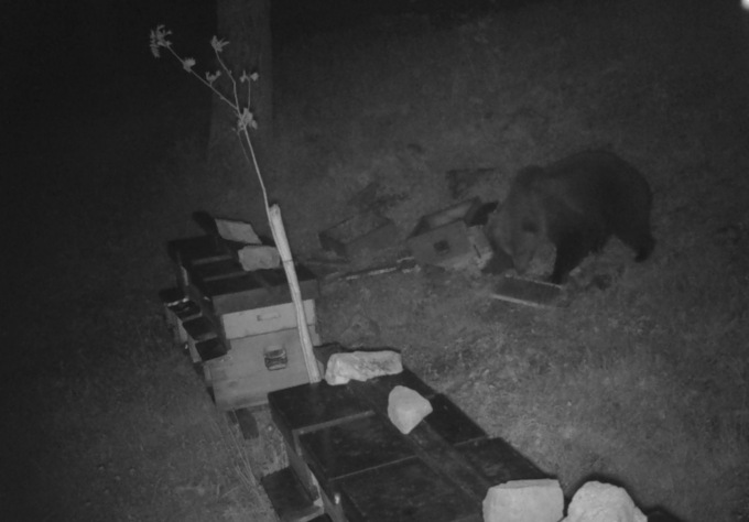 L’orso è tornato in Val di Scalve: le spettacolari immagini dai Campelli