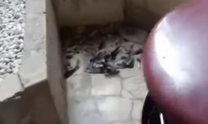 Degrado al cimitero: tra carcasse di piccioni e strutture fatiscenti