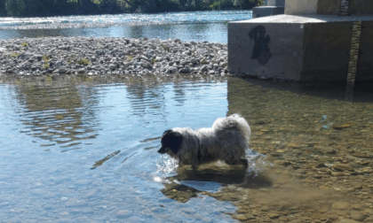 Esce per una passeggiata, cane muore per un boccone avvelenato