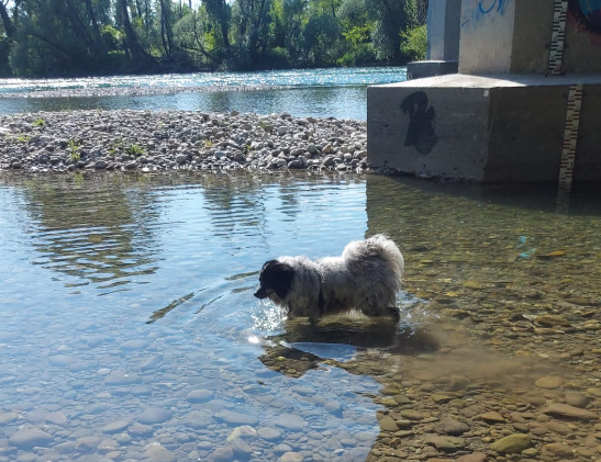 Esce per una passeggiata, cane muore per un boccone avvelenato