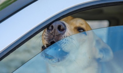 Lascia il cane in auto sotto il sole, denunciata una 45enne a Treviglio