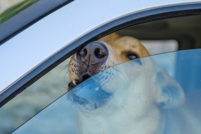 Lascia il cane in auto sotto il sole, denunciata una 45enne a Treviglio