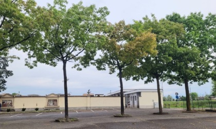 Alberi novelli  ma già "in fin di vita": qualcuno rimpiange le querce abbattute
