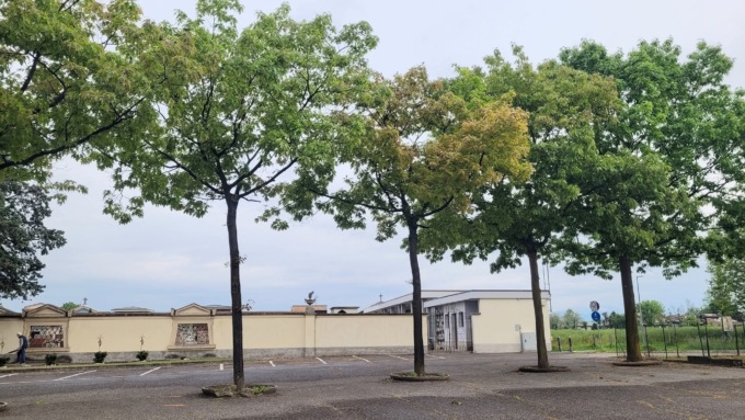 Alberi novelli  ma già “in fin di vita”: qualcuno rimpiange le querce abbattute