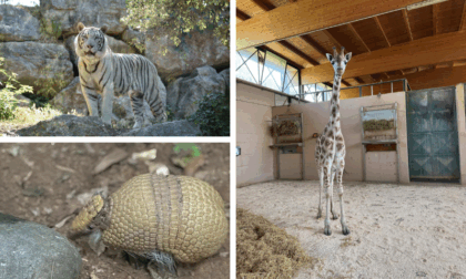 Una tigre, un armadillo e una giraffa pronti a fare il loro ingresso al parco "Le Cornelle"