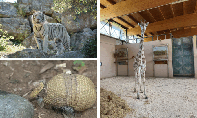 Una tigre, un armadillo e una giraffa pronti a fare il loro ingresso al parco “Le Cornelle”