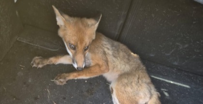 Estate di emergenze: dagli abbandoni agli animali selvatici in difficoltà