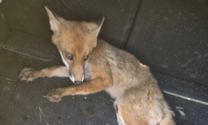 Estate di emergenze: dagli abbandoni agli animali selvatici in difficoltà