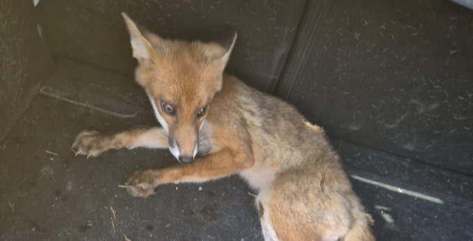 Estate di emergenze: dagli abbandoni agli animali selvatici in difficoltà