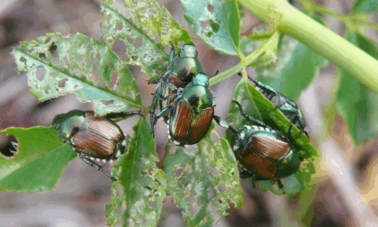 La Popillia Japonica torna "a far banchetto" nel verde della Bassa