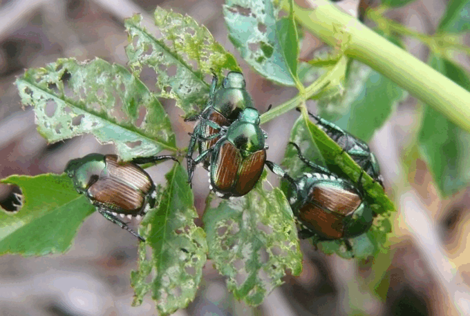 La Popillia Japonica torna “a far banchetto” nel verde della Bassa