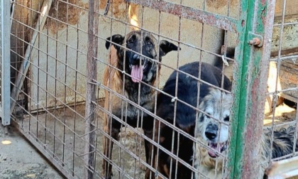 17 cani sequestrati in un presunto allevamento abusivo