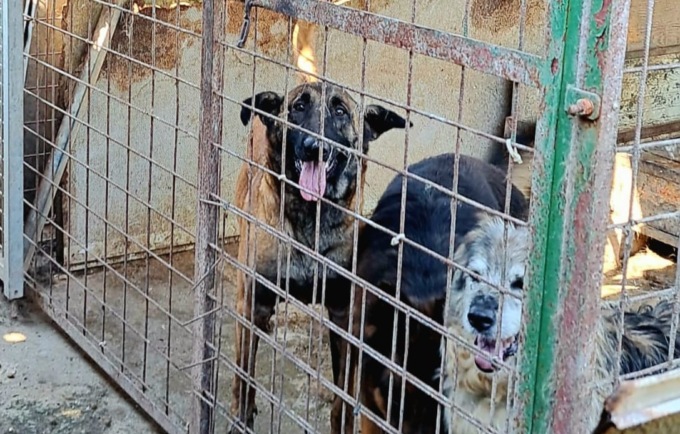 17 cani sequestrati in un presunto allevamento abusivo