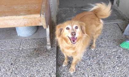 Lascia i cani soli in cortile per giorni, salvati dalla Polizia locale: denunciato il proprietario