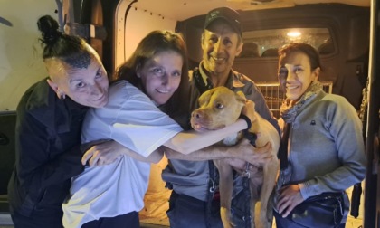 Era scomparsa da tre mesi: a Treviglio ritrovata la Pitbull Tofee