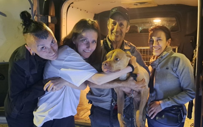 Era scomparsa da tre mesi: a Treviglio ritrovata la Pitbull Tofee
