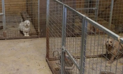 Un altro allevamento  di cani sequestrato nella Bassa con decine di maltesi e barboncini