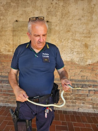 Gabbiano