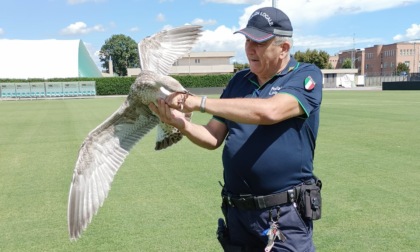 Un pullo di gabbiano tiene "in sospeso" la partita, interviene la Polizia locale