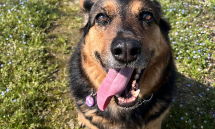 Quanto affetto per i vostri cani, sul Giornale tutte le foto arrivate in redazione