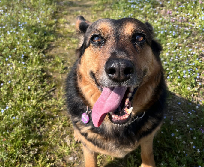 Quanto affetto per i vostri cani, sul Giornale tutte le foto arrivate in redazione