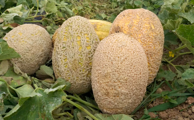 Melone retato, il progetto di recupero e valorizzazione prosegue