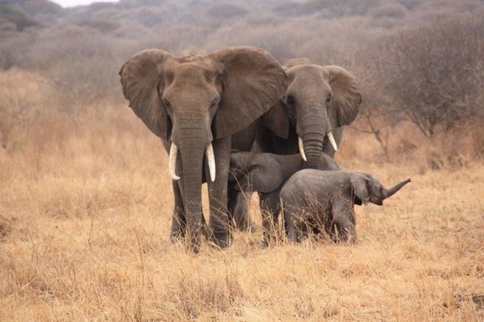 Safari in Tanzania: come organizzare il viaggio dei tuoi sogni