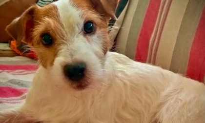Cagnolino aggredito da un pitbull a Dalmine: il padrone gli fa da scudo