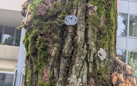 Completato il primo censimento sistematico del patrimonio arboreo pubblico