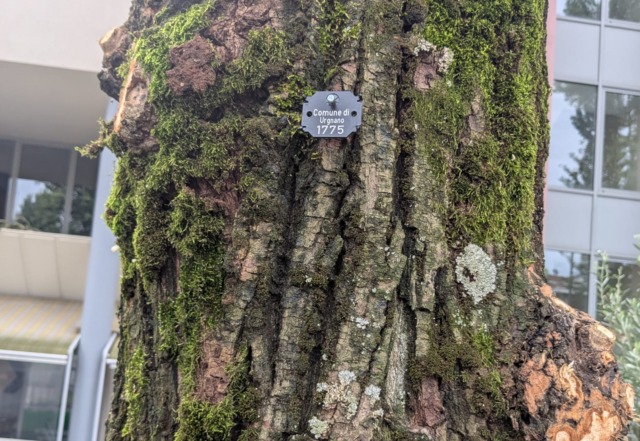 Completato il primo censimento sistematico del patrimonio arboreo pubblico