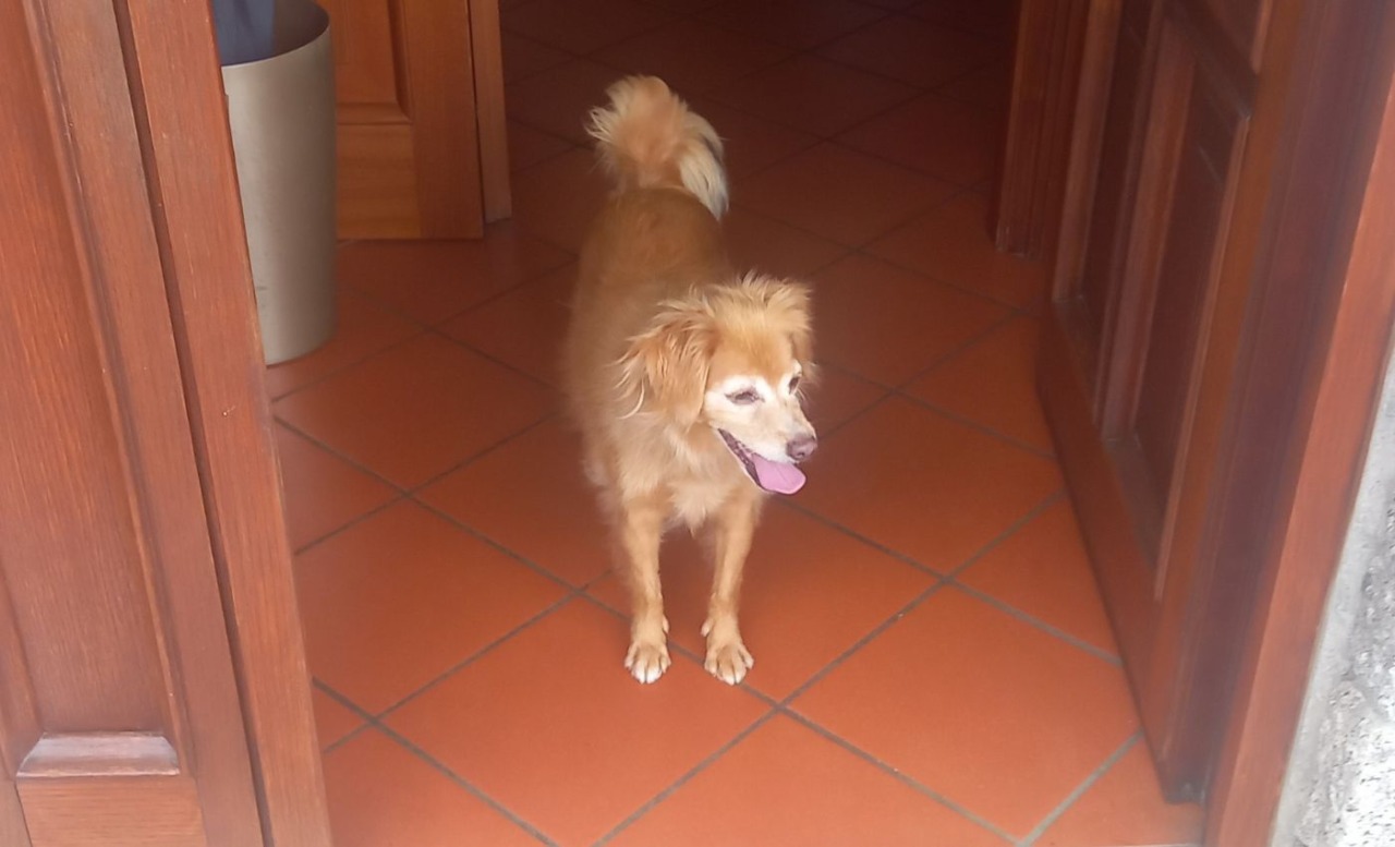 Salvata dall’abbandono, la nuova vita di Trilly in Valcamonica
