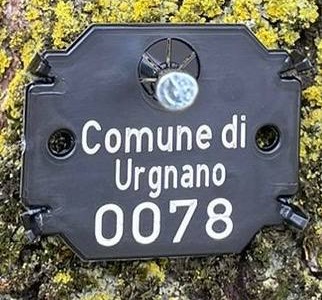 Partito il censimento del patrimonio arboreo comunale