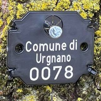 Partito il censimento del patrimonio arboreo comunale