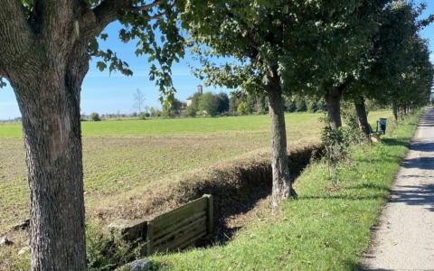 Il Comune dà l’ok, gli alberi di via Madonna dei Campi saranno abbattuti