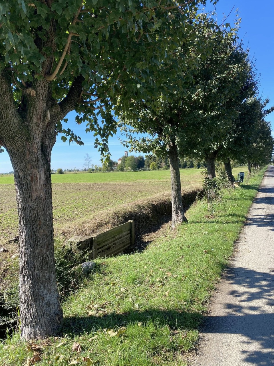 Il Comune dà l’ok, gli alberi di via Madonna dei Campi saranno abbattuti